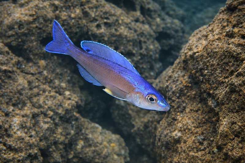 Cyprichromis leptosoma 'Malasa'
